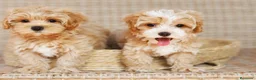 Maltipoo perros en venta: Maltipoo  - Anuncio 1