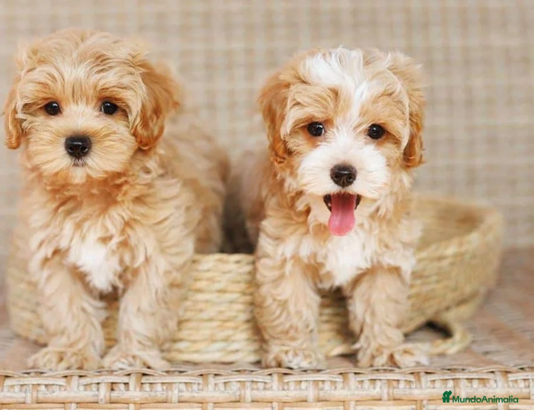 Maltipoo perros en venta: Maltipoo  - Anuncio 1