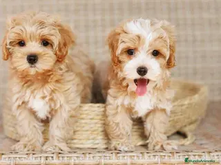 Maltipoo perros Maltipoo - Anuncio 1