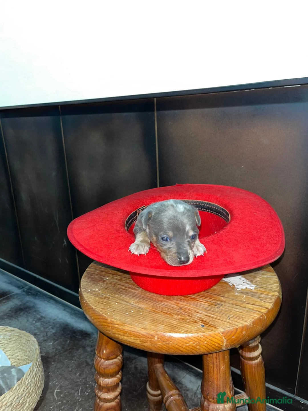 Pinscher Miniatura perros en venta: Pinscher miniatura merle blue  - Anuncio 4