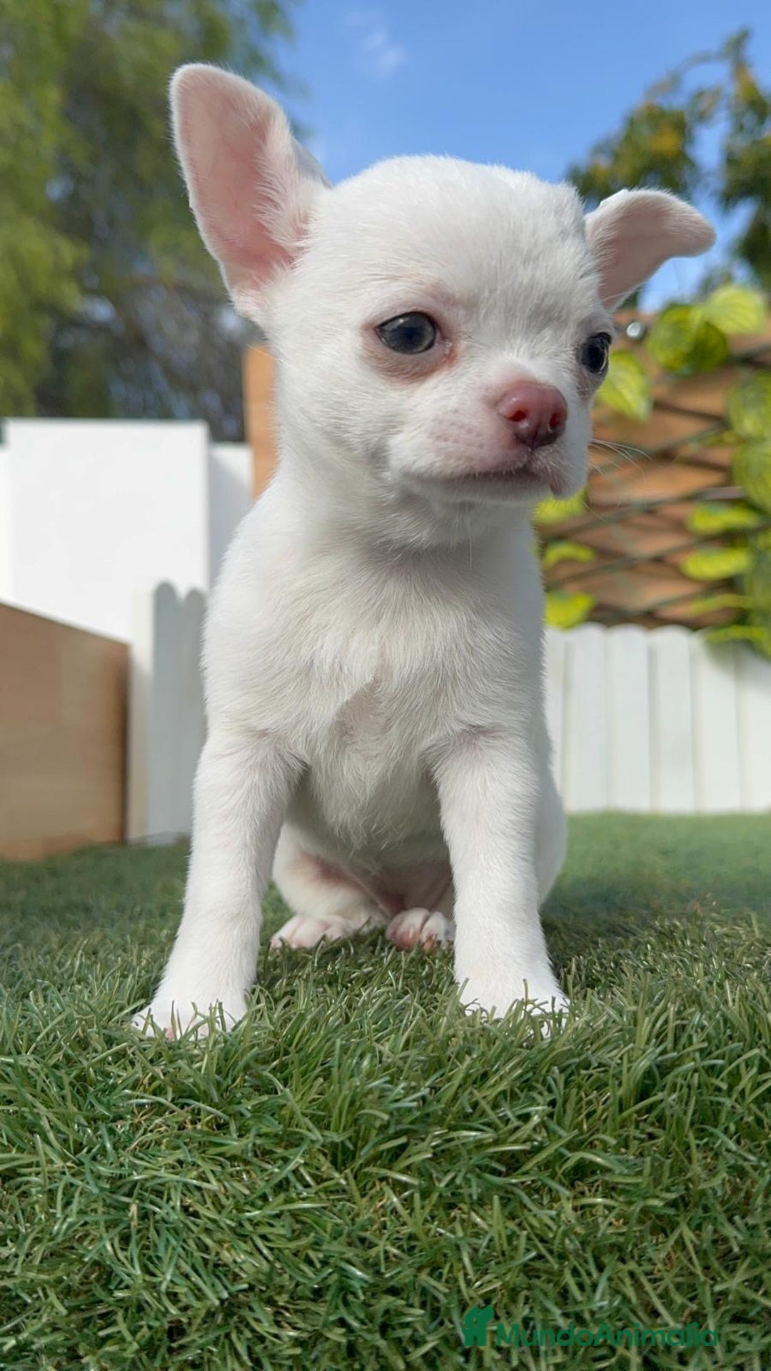 Chihuahua perros en venta: CHIHUAHUA HEMBRA - Imagen 7