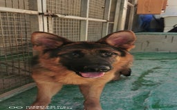 Pastor Alemán perros en venta: Cachorro pastor alemán  en Pontevedra - Imagen 1