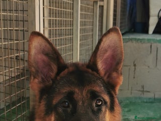Pastor Alemán perros en Pontevedra - Anuncio 32