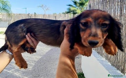 Teckel perros en venta: Cachorrita teckel de pelo largo. - Anuncio 5