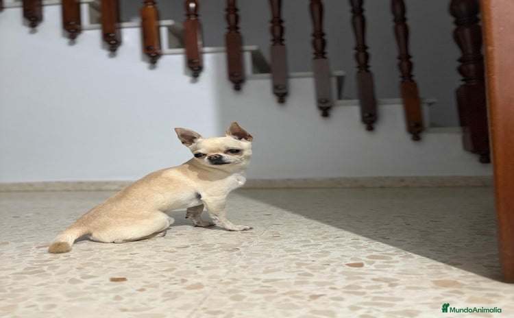 Chihuahua perros - Propaganda 1