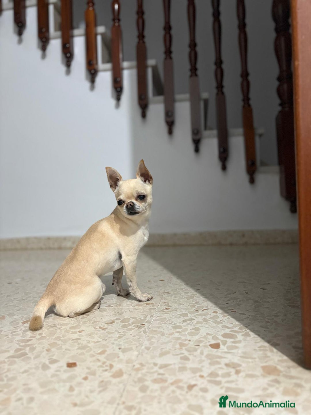 Chihuahua perros para monta: Monta  - Imagen 1