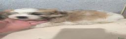 Shih Tzu perros en venta: Shihtzu mini en Curtis ,la Coruña  - Anuncio 4