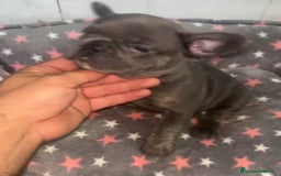Bulldog Francés perros en venta: Bulldog francés - Imagen 9
