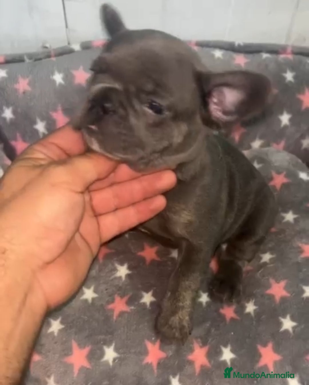Bulldog Francés perros en venta: Bulldog francés - Imagen 9