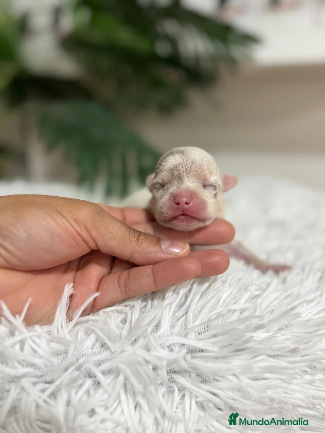 Chihuahua perros en venta: CHIHUAHUA MERLE MACHO - Anuncio 8