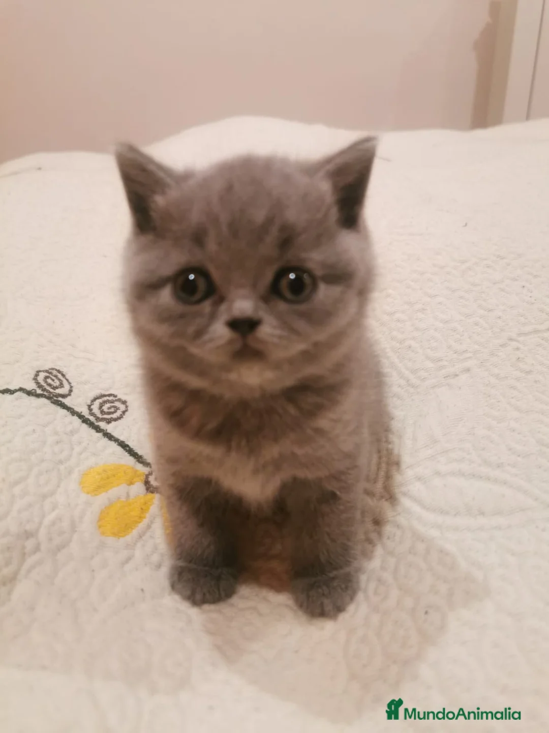 Británico de Pelo Corto gatos en venta: Tres machitos de British blue de pelo corto  - Anuncio 2
