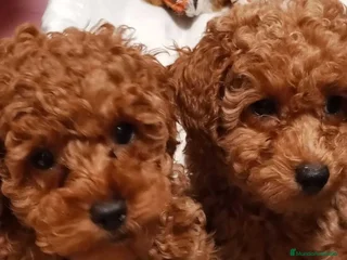Caniche Toy perros en Pontevedra - Anuncio 16