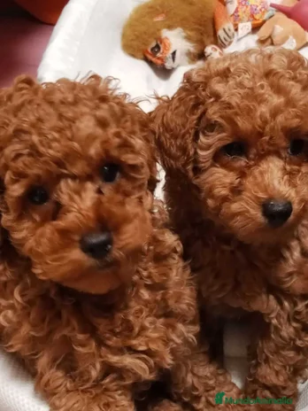 Caniche Toy perros en Pontevedra - Anuncio 9