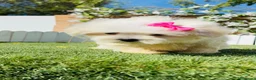 Bichón Maltés perros en venta: BICHON MALTES - HEMBRA - Anuncio 5