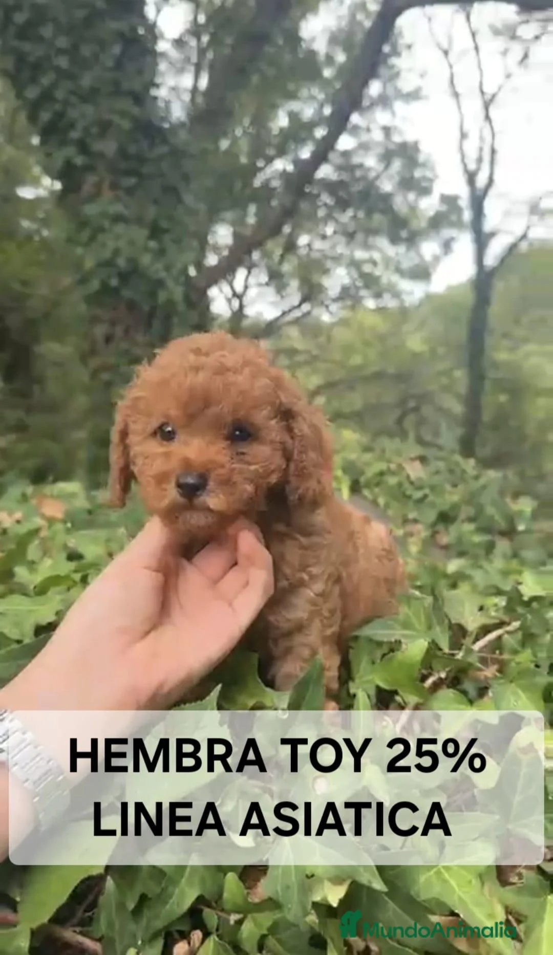Caniche Toy perros en venta: Espectaculares caniche toy - Anuncio 1