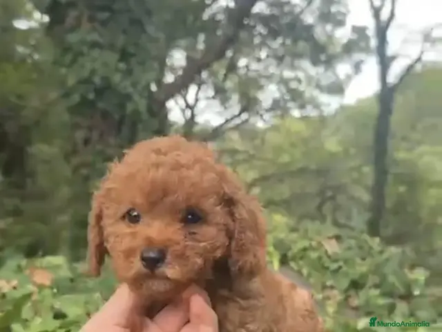 Caniche Toy perros en venta: Espectaculares caniche toy - Anuncio 1