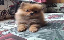 Pomerania perros en venta: pomerania Toy rojo  - Imagen 2