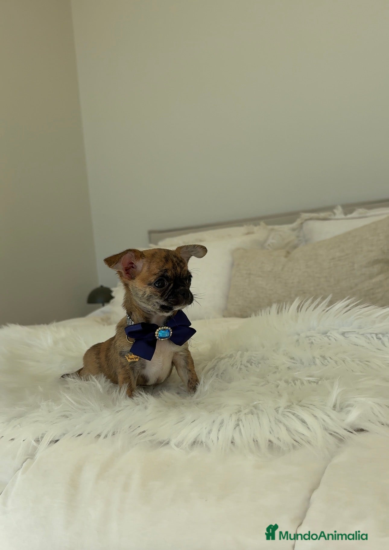 Chihuahua perros Chihuahua atigrado - Anuncio 1