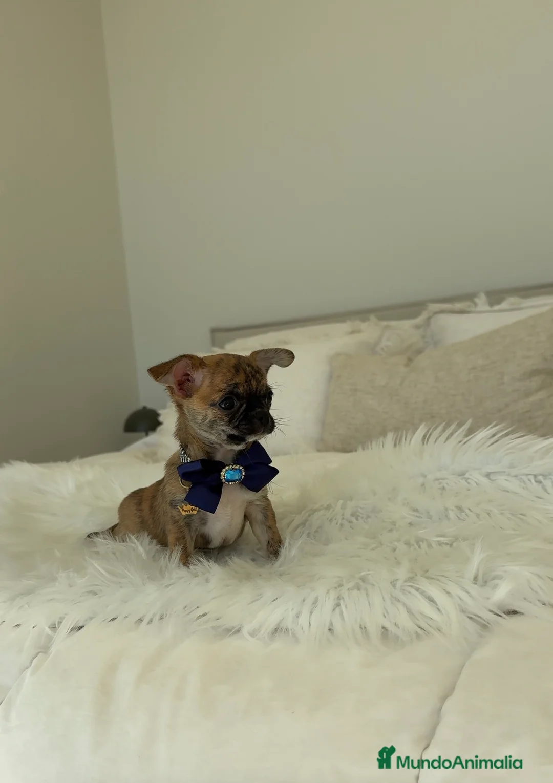 Chihuahua perros en venta: Chihuahua atigrado - Anuncio 1