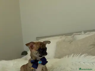 Chihuahua perros Chihuahua atigrado - Anuncio 1