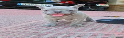 Bulldog Francés perros en venta: Bulldog francés lilac - Anuncio 6