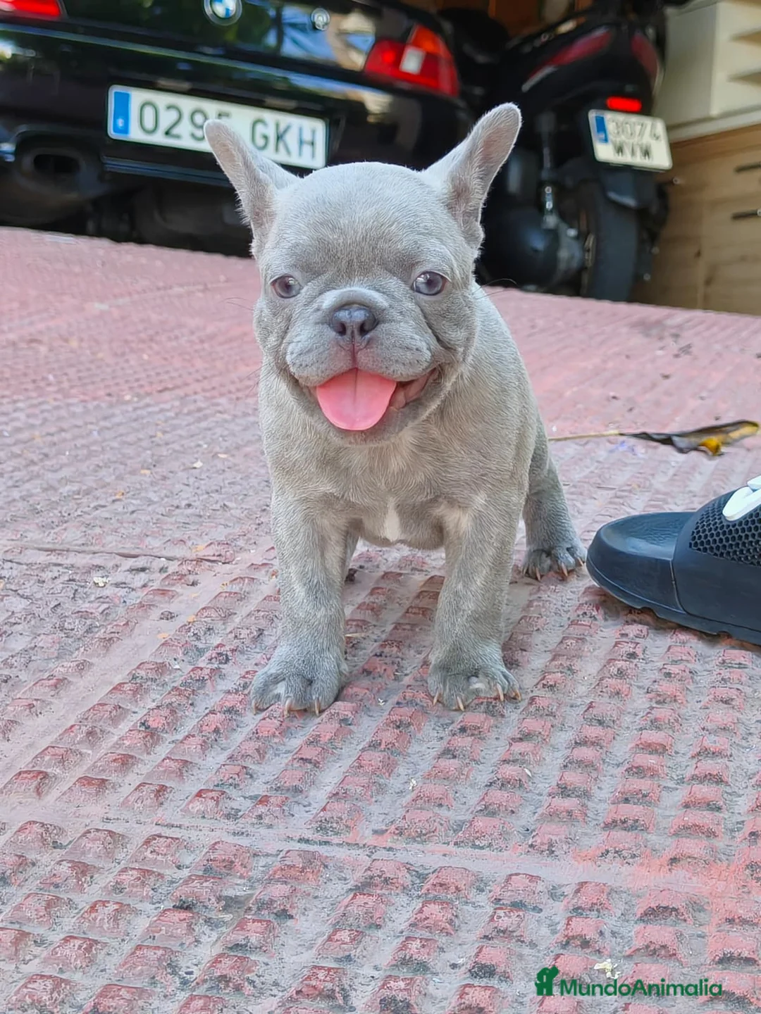 Bulldog Francés perros en venta: Bulldog francés lilac - Anuncio 6