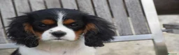 Cavalier King Charles Spaniel perros en venta: hembra tricolor calidad compañia - Anuncio 3