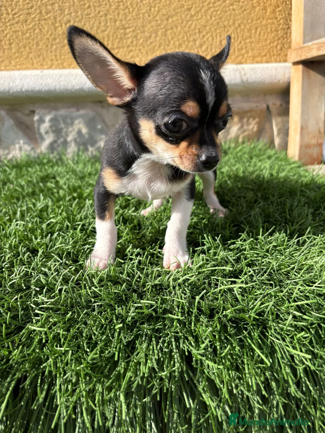 Chihuahua perros en venta: Chihuahua macho chihuahua toy tricolor  - Anuncio 9