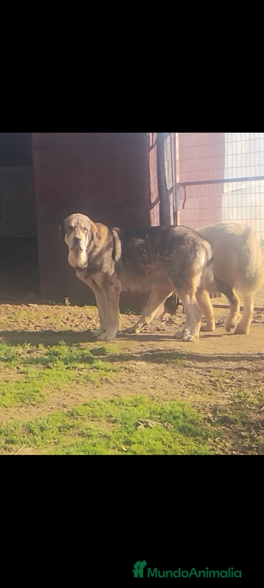 Mastín Español perros en venta: Cachorra mastin español  en Huelva - Anuncio 2