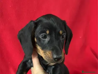 Teckel Miniatura perros Teckel Miniatura - Anuncio 1