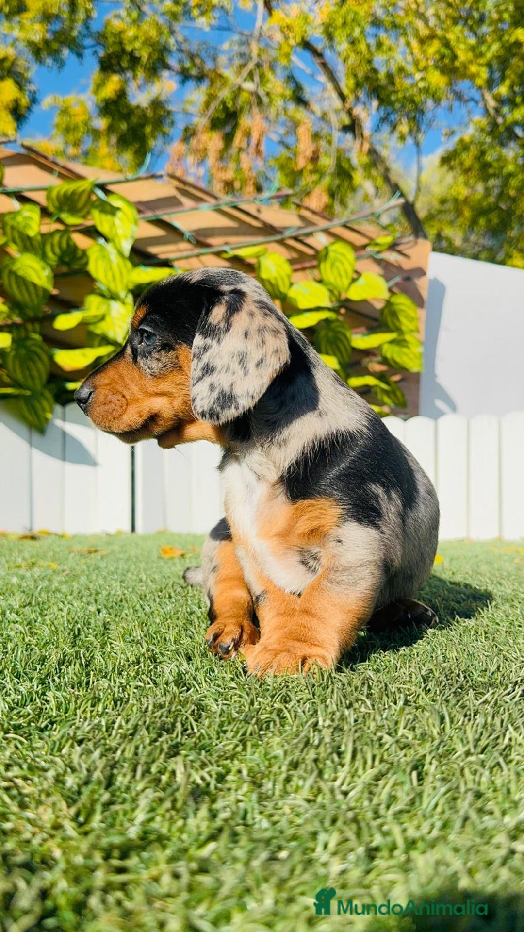 Teckel Miniatura perros en venta: TECKEL MINIATURA HEMBRA - Anuncio 15