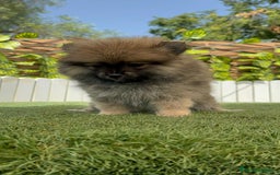 Pomerania perros en venta: POMERANIA MACHO 2 - Imagen 14