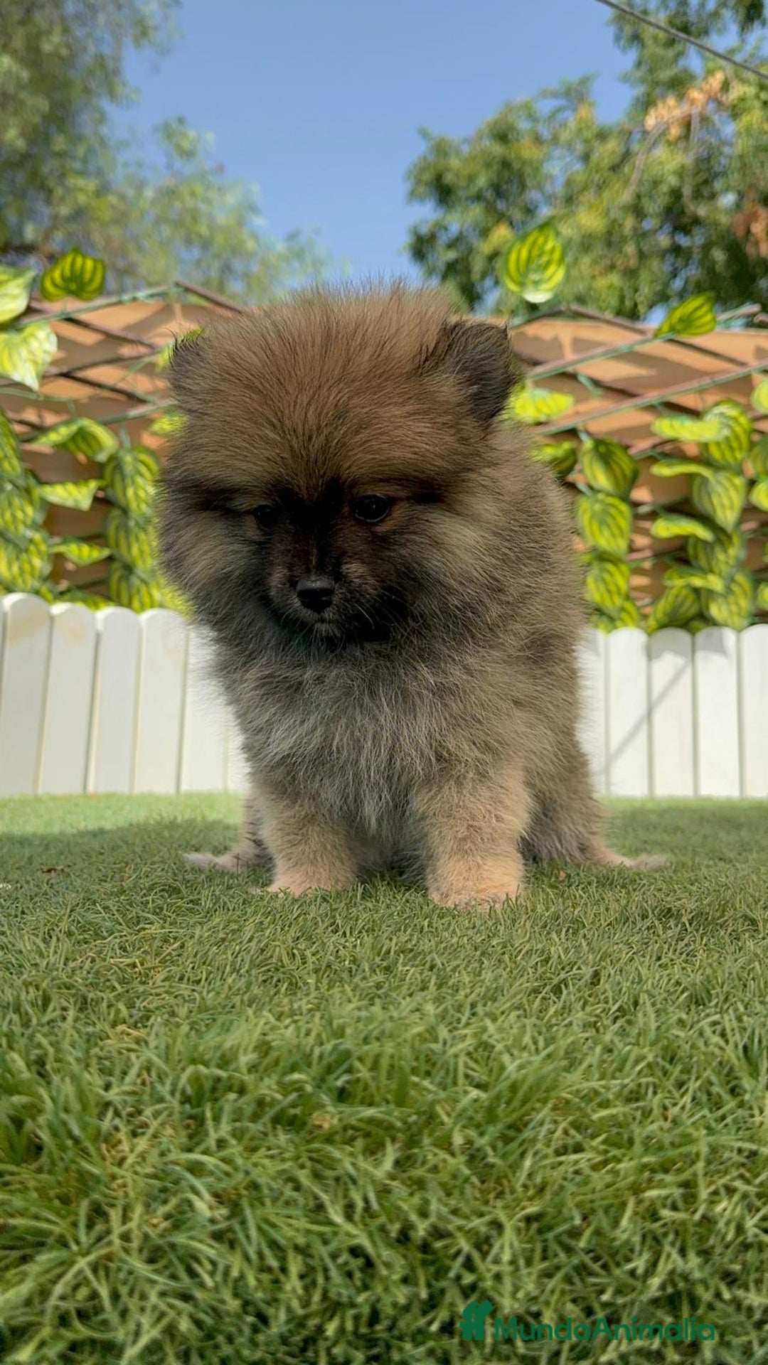 Pomerania perros en venta: POMERANIA MACHO 2 - Imagen 14