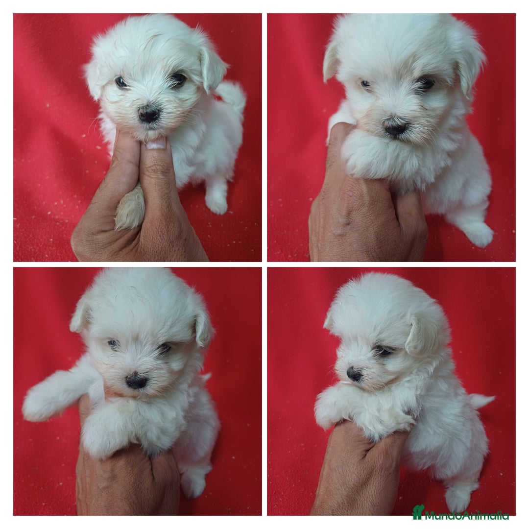 Bichón Maltés perros en venta: Bichon Maltés Americano  - Anuncio 1