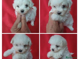 Bichón Maltés perros Bichon Maltés Americano - Anuncio 1