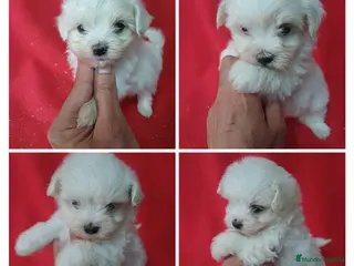 Bichón Maltés perros Bichon Maltés Americano - Anuncio 10