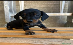 Teckel Miniatura perros en venta: Cachorros suuuuper miniaturas - Imagen 1