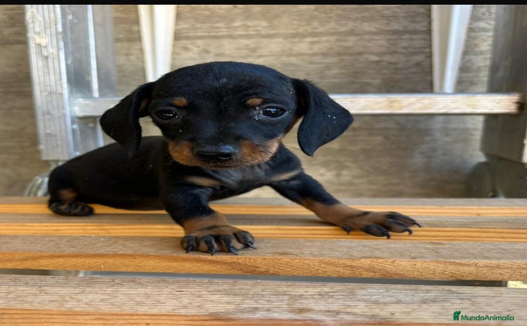 Teckel Miniatura perros - Anuncio 1