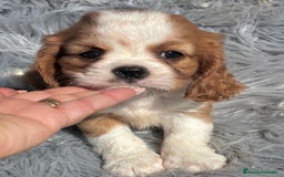 Cavalier King Charles Spaniel perros en venta: Cavalier blenheim - Imagen 2