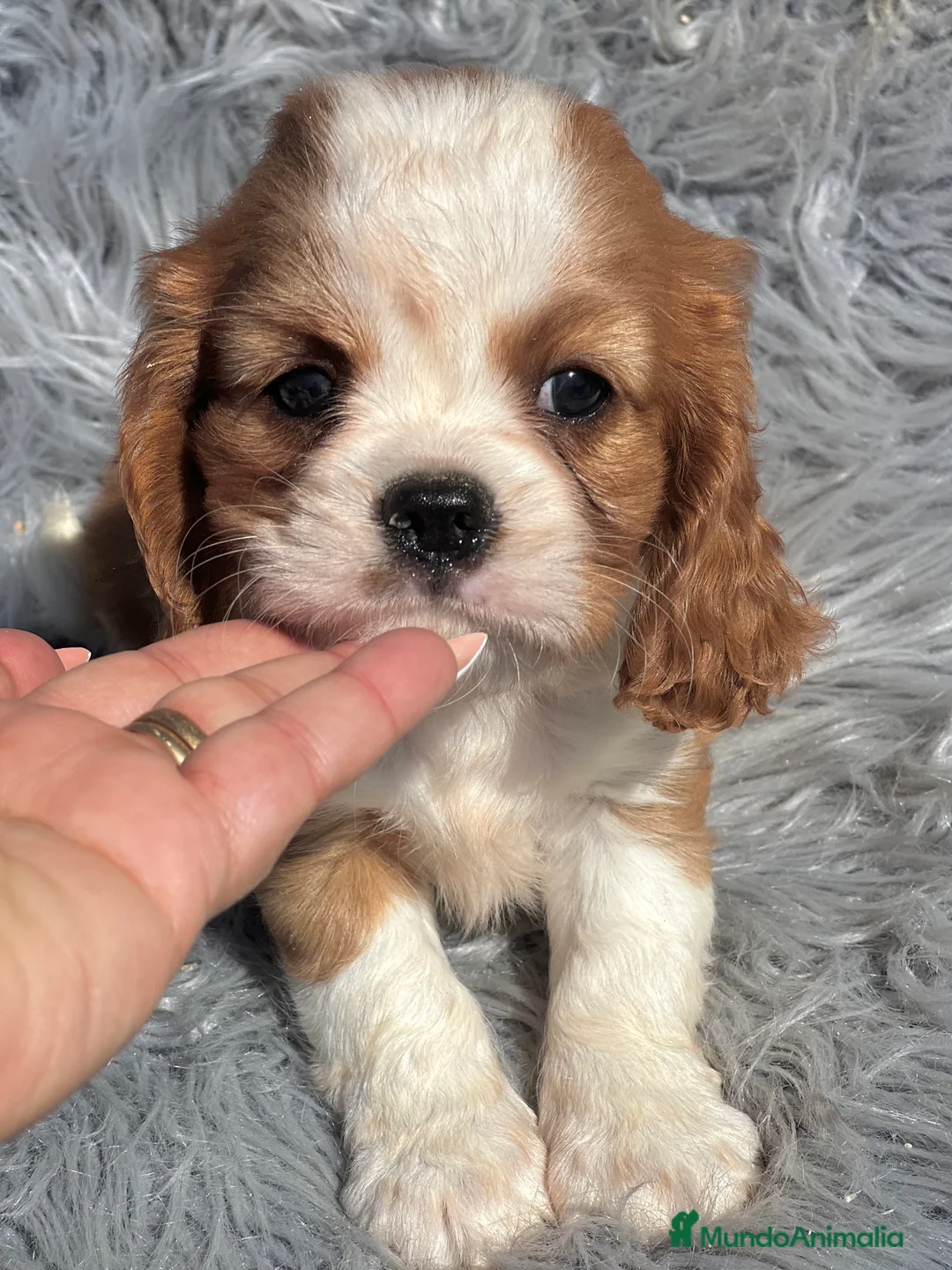 Cavalier King Charles Spaniel perros en venta: Cavalier blenheim - Anuncio 2