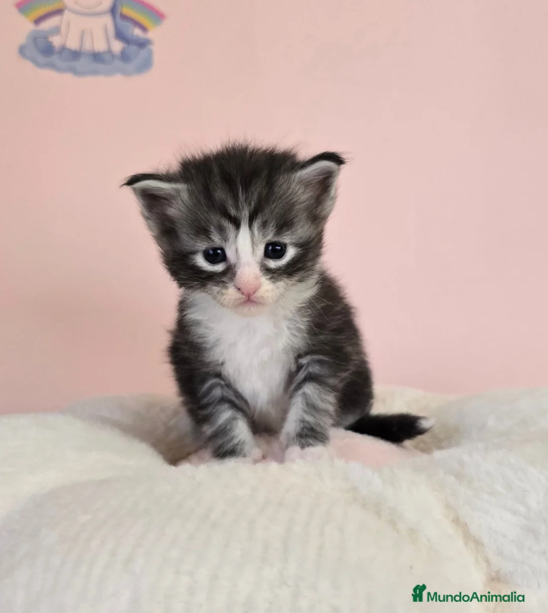 Maine Coon gatos en venta: Gatitos maine coon  - Anuncio 3