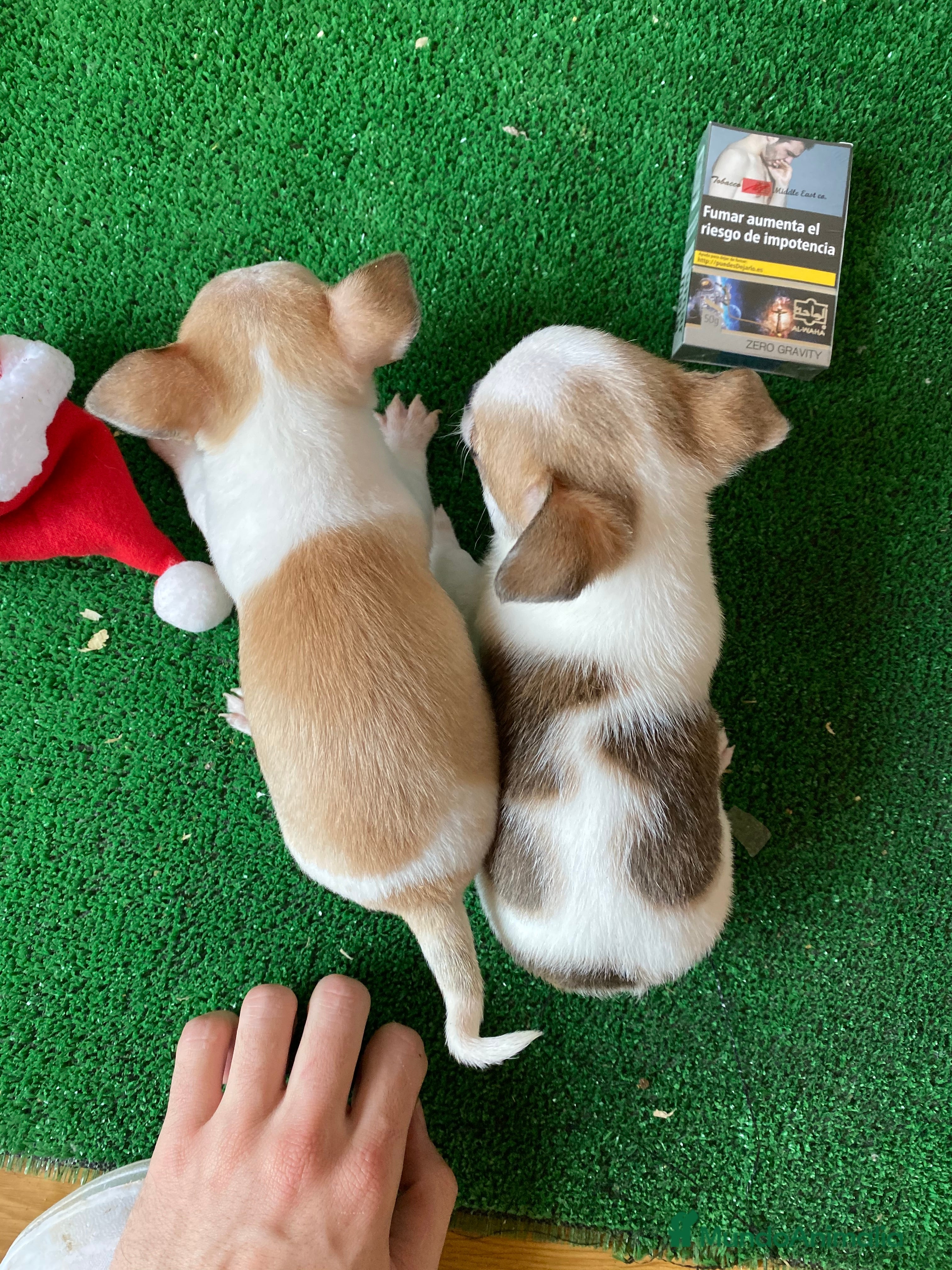 Chihuahua perros Puppy chihuahua !  en Ciudad Real - Anuncio 23