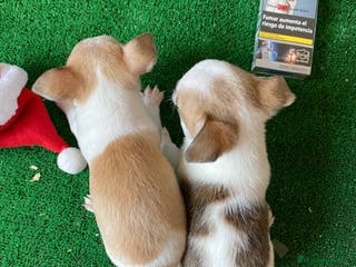 Chihuahua perros Puppy chihuahua ! en Ciudad Real - Anuncio 38