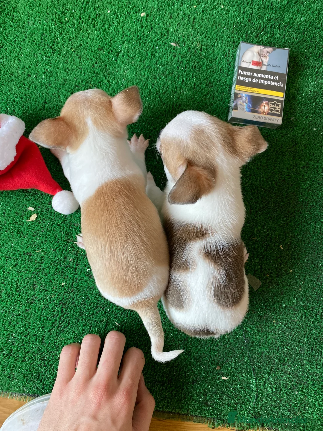 Chihuahua perros en venta: Puppy chihuahua !  en Ciudad Real - Anuncio 1