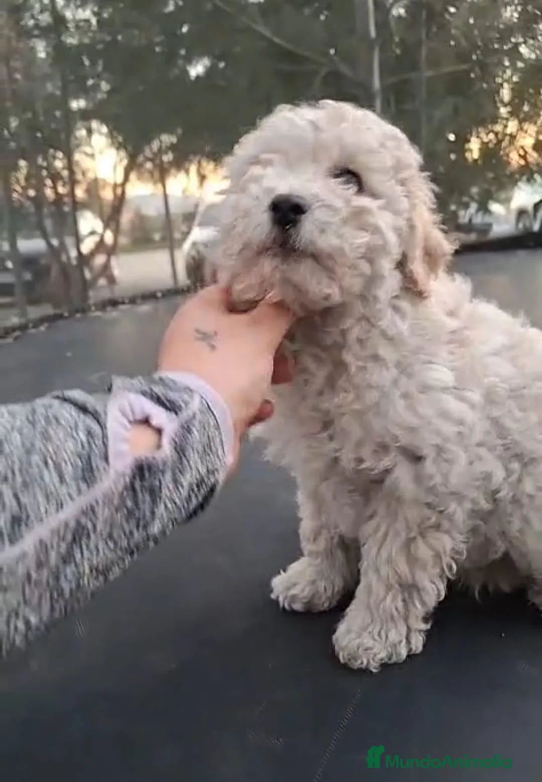 Caniche Toy perros en venta: CANICHE MACHO OPORTUNIDAD  - Anuncio 2