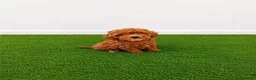 Caniche Toy perros en venta: Hembras de caniche toy de máxima calidad - Anuncio 2