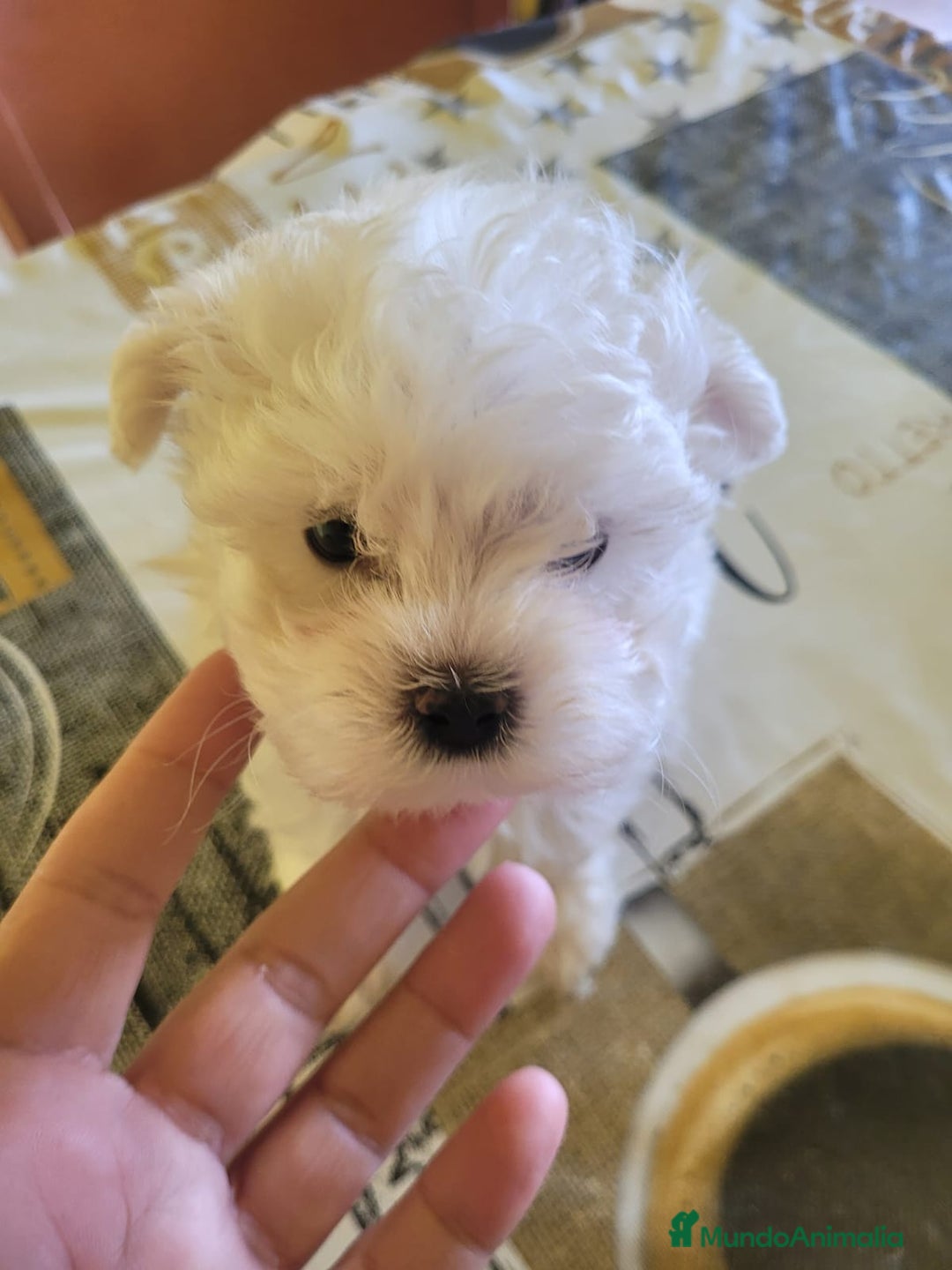 Bichón Maltés perros en venta: Bichón maltes toy - Anuncio 2