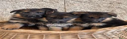 Pastor Alemán perros en venta: Espectacular cachorro de pastor alemán  - Anuncio 1