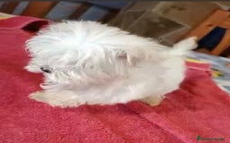 Bichón Maltés perros en venta: Bichon maltes hembra coreana - Anuncio 5