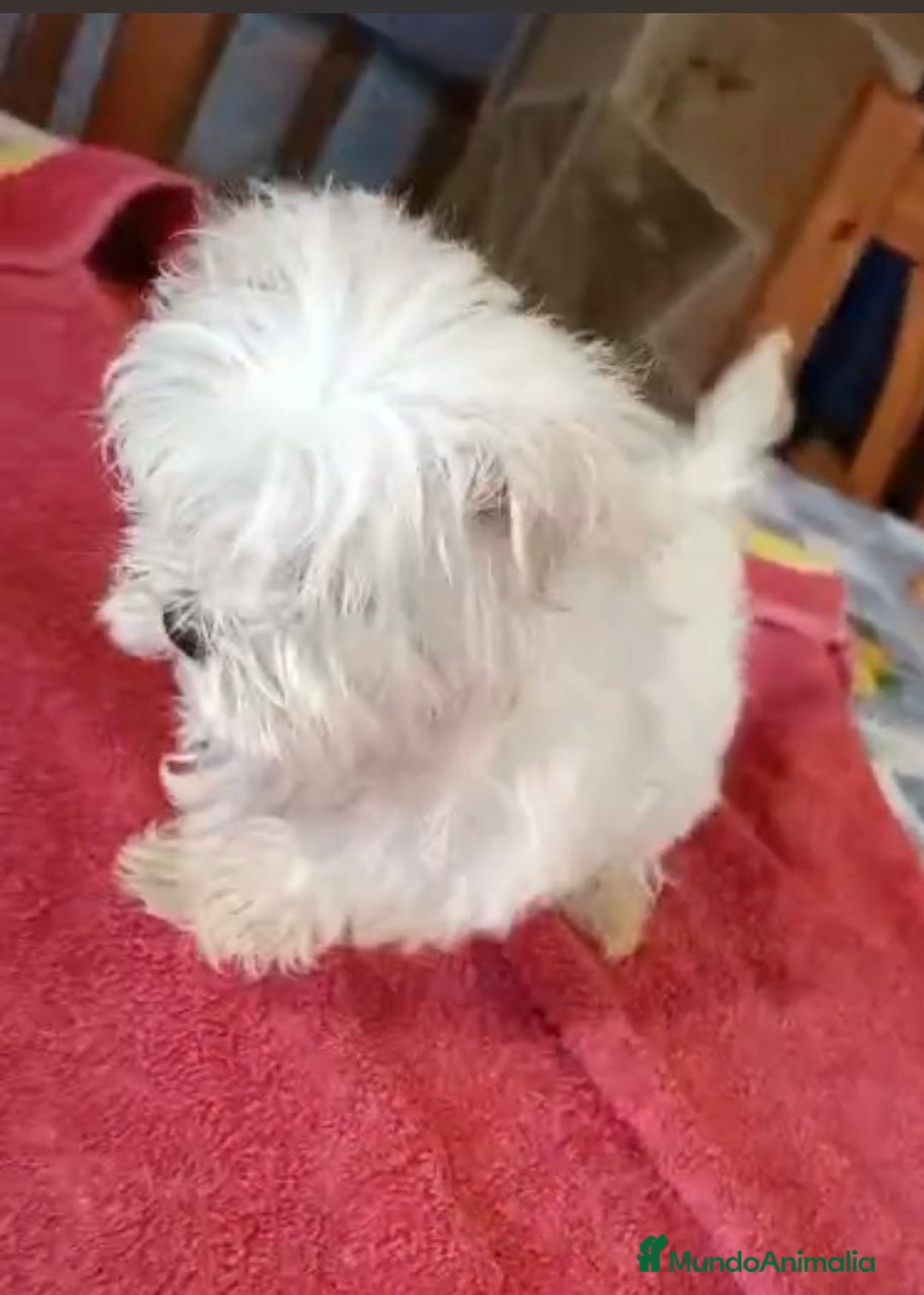 Bichón Maltés perros en venta: Bichon maltes hembra coreana - Anuncio 5